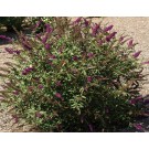 Photo Courtesy of Star® Roses & Plants