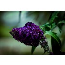 Butterfly Bush, Summer Bird® Midnight Blue
