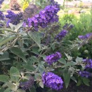 Photo Courtesy of Greenleaf Nursery Company