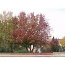 Canada Red Cherry-Clump...fall...©photo ArborTanics Inc.