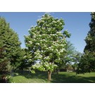 NORTHERN CATALPA ©photo ArborTanics Inc.