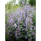 Photo Courtesy of Bailey Nurseries