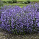 Photo Courtesy of Walter's Gardens, Inc.