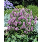 Photo Courtesy of Ball Horticultural Company