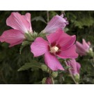 Monrovia Nursery photo