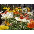 Champagne Bubbles Iceland Poppy...copywrite ArborTanics Inc.