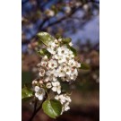 Chaticleer Flowering Pear -Early Spring