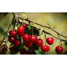 Sour Pie Cherry-Generic