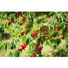 Sour Pie Cherry-Generic