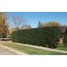 Cheyenne Privet Hedge ©photo ArborTanics Inc.
