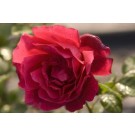 Rose, Chrysler Imperial