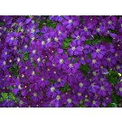 Clematis, Jackman Superba 