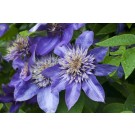 Photo Courtesy of Ball Horticultural Company