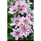 Photo Courtesy of Ball Horticultural Company