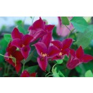 Photo Courtesy of Bailey Nurseries Inc.