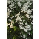 Photo Courtesy of Bailey Nurseries Inc.