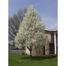CLEVELAND PEAR -Spring ©photo ArborTanics Inc.