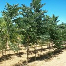 Photo Courtesy of McKay Nursery Company