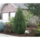 Cologreen Juniper ©photo ArborTanics Inc.