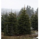 Colorado Green Spruce