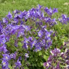 Photo Courtesy of Walter's Gardens Inc.