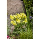 Photo Courtesy of Syngenta Flowers