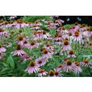 Wiki Commons - Public Domain
