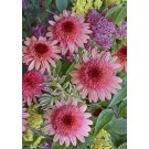Photo Courtesy of Ball Horticultural Company