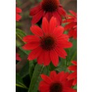 Photo Courtesy of Ball Horticultural Company