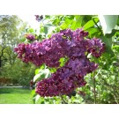 Lilac, Congo 