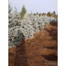 Spruce, Colorado 'Continental'