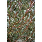 Coral Bark Willow