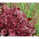Photo Courtesy of TERRA NOVA® Nurseries, Inc.