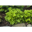 Photo Courtesy of Ball Horticultural Company