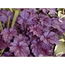 Photo Courtesy of Ball Horticultural Company