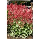 Photo Courtesy of Plant Select®