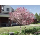 Coralburst Flowering Crabapple ©photo ArborTanics Inc.