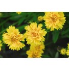 Photo Courtesy of Bailey Nurseries Inc.