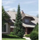 Corkbark Fir...©photo ArborTanics Inc.
