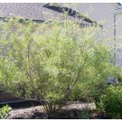 Coyote Willow