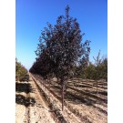 Photo Courtesy of Clayton Tree Farm LLC.