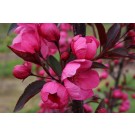 Photo Courtesy of Bailey Nurseries Inc.