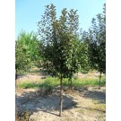 Photo Courtesy of Schwope Bros. Tree Farms