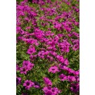 Cranesbill, Tiny Monster (Hardy Geranium)