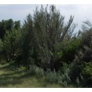 Curl Leaf Mountain Mahogany...©photo ArborTanics Inc.