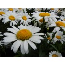 Silver Princess Shasta Daisy© photo ArborTanics Inc