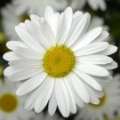 Photo Courtesy of Syngenta Flowers