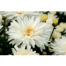 Photo Courtesy of TERRA NOVA® Nurseries, Inc.