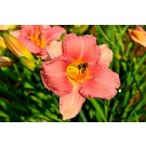 Daylily, Sirocco