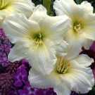 Photo Courtesy of Walter's Gardens, Inc.